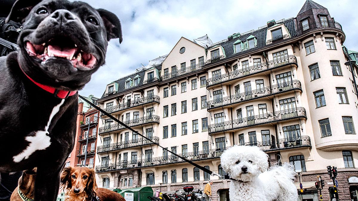 Jämfört med för ett år sedan har priserna på bostadsrätter i riket ökat med 6 procent medan villorna ökat med lika mycket. (Foto: TT)