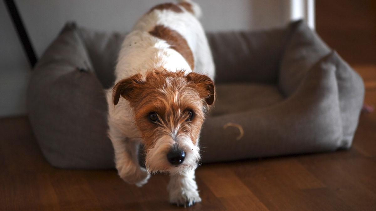 Håll hunden borta från påskbuffén