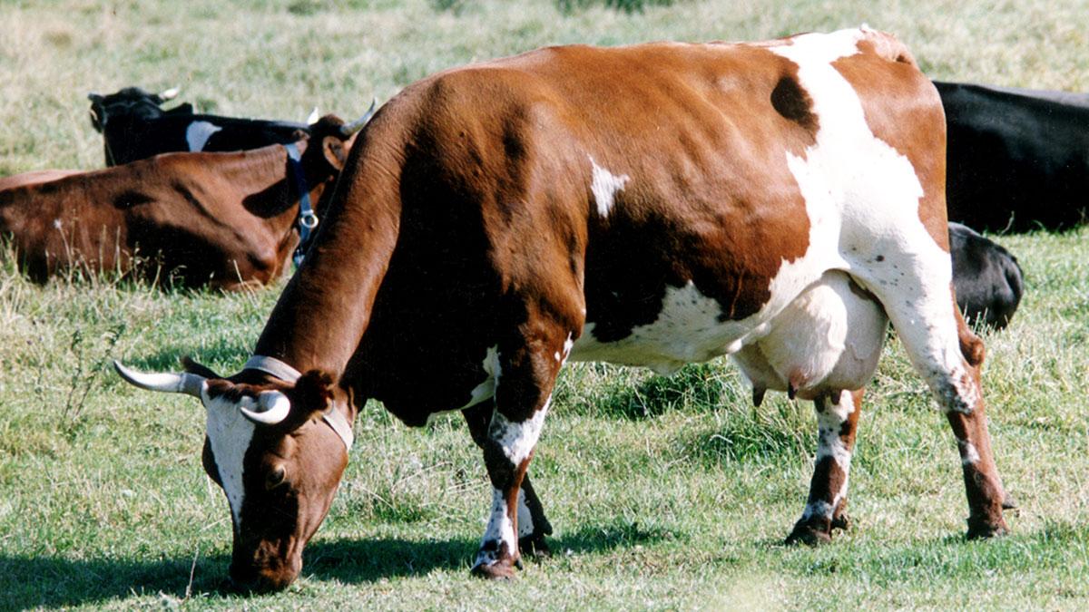 Genom att äta mer grönt och mindre kött skonar du miljön - klimatpåverkan minskar. (Foto: TT)