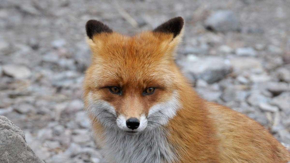 Uppträd listig som en räv i börssammanhang och slå dövörat till när domedagsprofeterna kraxar