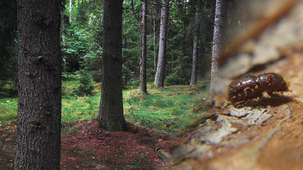 skog-ohyra-granbarkborre