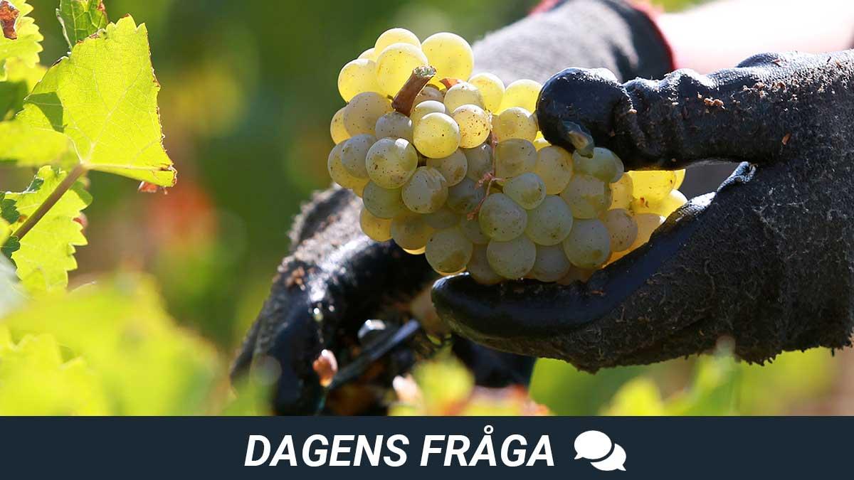 dagens-fråga-ekovin-vindoling