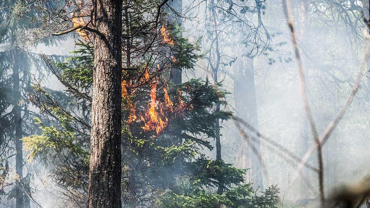 skogsbrand-vattenbrist