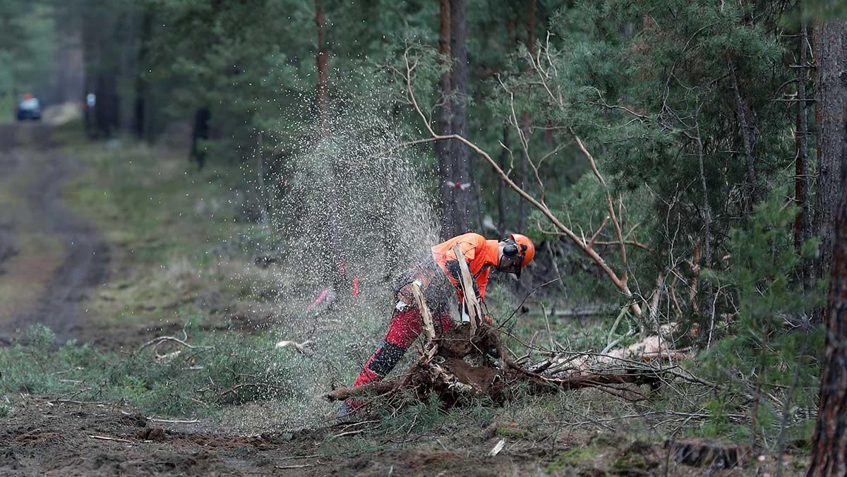 Tesla har påbörjat skövlingen av skog nära den tyska huvudstaden Berlin, där elbilstillverkarens första europeiska bil och batterifabrik ska ligga. Men nu har alltså en tysk domstol tillfälligt stoppat projektet efter påtryckningar från miljöaktivister. (Foto: TT)