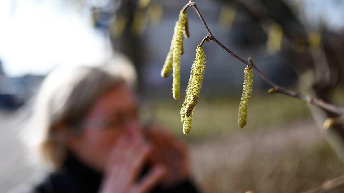 Data om antalet fall av covid-19 i olika länder och mortaliteten i sjukdomen kopplade till data om pollenhalter vid samma tidpunkt leder till slutsatsen att luftburet pollen har potential att öka mottagligheten för coronavirus och ge allvarligare covid-19-infektion. (Foto: TT)