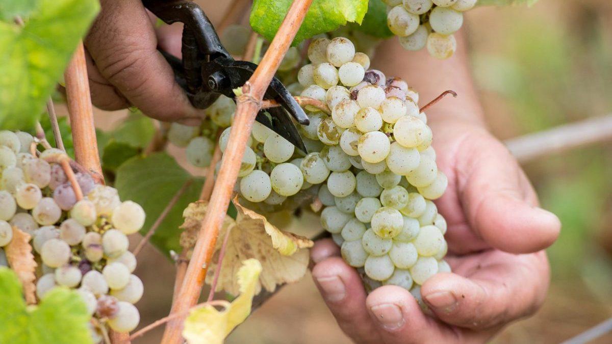 Vinfyndet Alvarinho Contacto 2020 görs av druvsorten Alvarinho, här från distriktet Vinho Verde i nordligaste Portugal. (Foto: Anselmo Mendes)