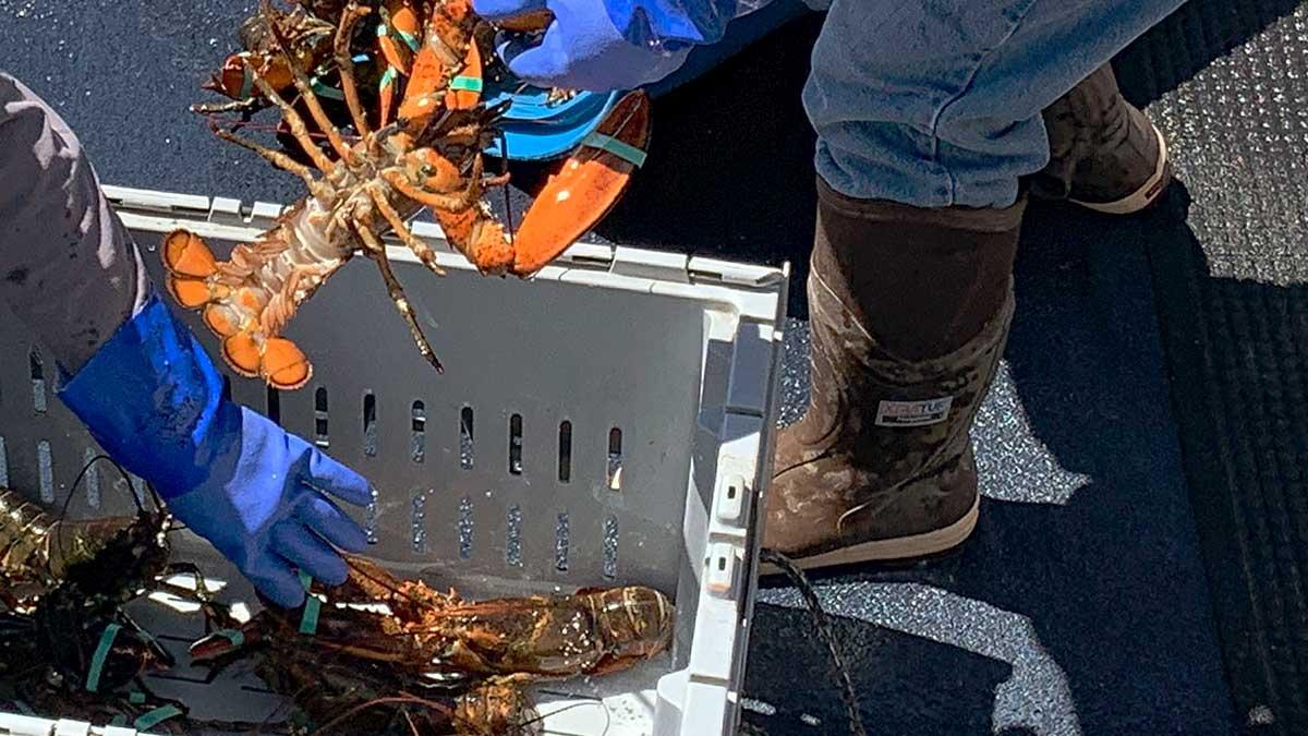 USA:s president Donald Trump hotar EU och Kina med tullar om inte de drar tillbaka sina tullar på amerikansk hummer. (Foto: TT)