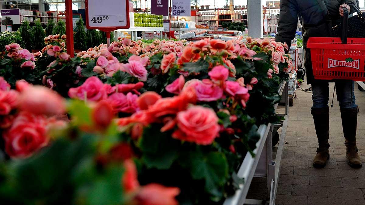 När många andra svenska företag dukat under eller kämpat för att klara sin existens under coronakrisen har Ratos-ägda trädgårdskedjan Plantagen gått som tåget med rekordmånga kunder och en lysande försäljning. (Foto: TT)