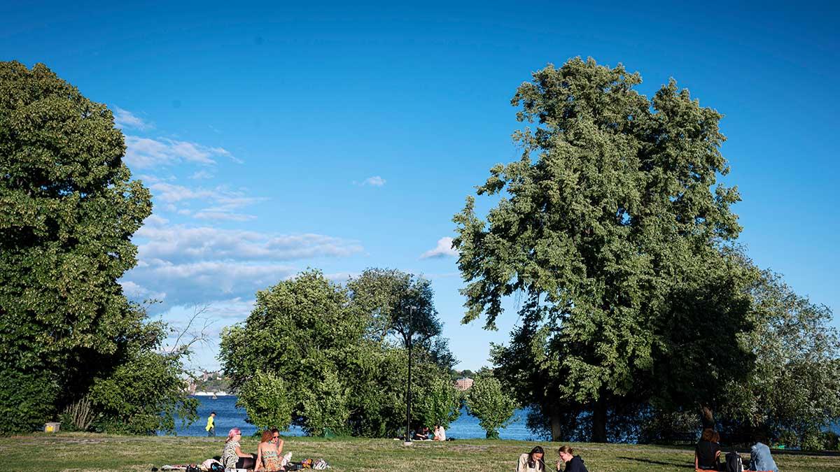 Träden i våra städer har stor betydelse på många plan. (Foto: TT)