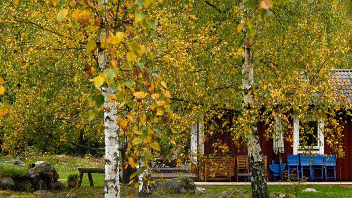 torp/stuga omgiven av björkträd