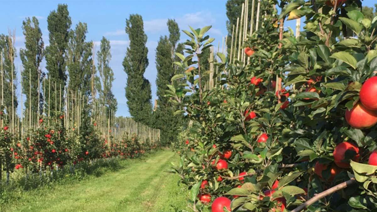 Kiviks Musteris odlingar i Skåne