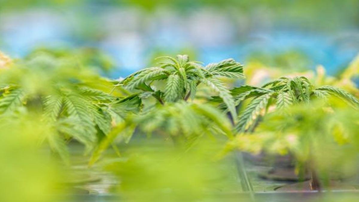 läkemedel av cannabis