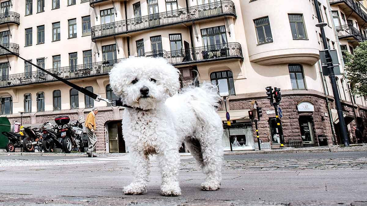 himla hundliv huset