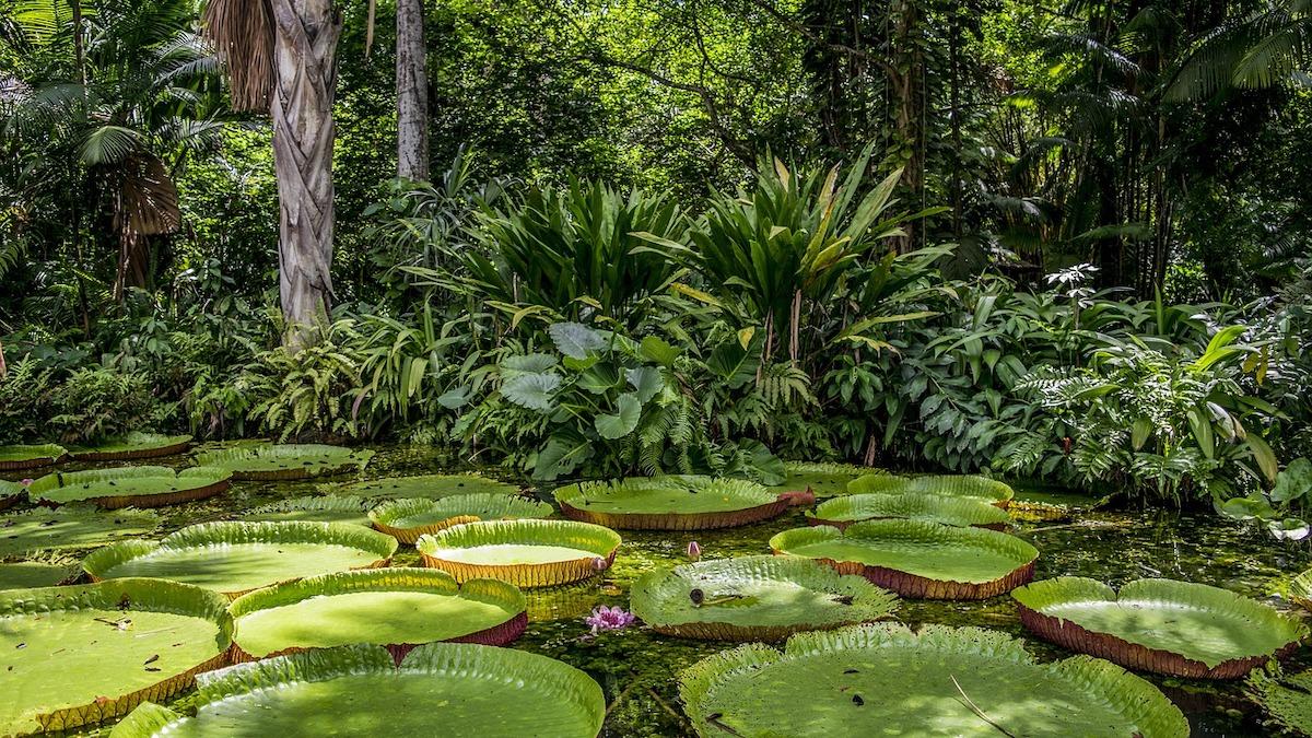 Amazonas, jättenäckrosor.