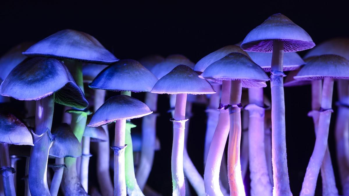 Nu ser både riskkapitalister och forskare psykadeliska läkemedel, exempelvis psilocybin, som finns i svampar, som universalmedel mot en mängd åkommor