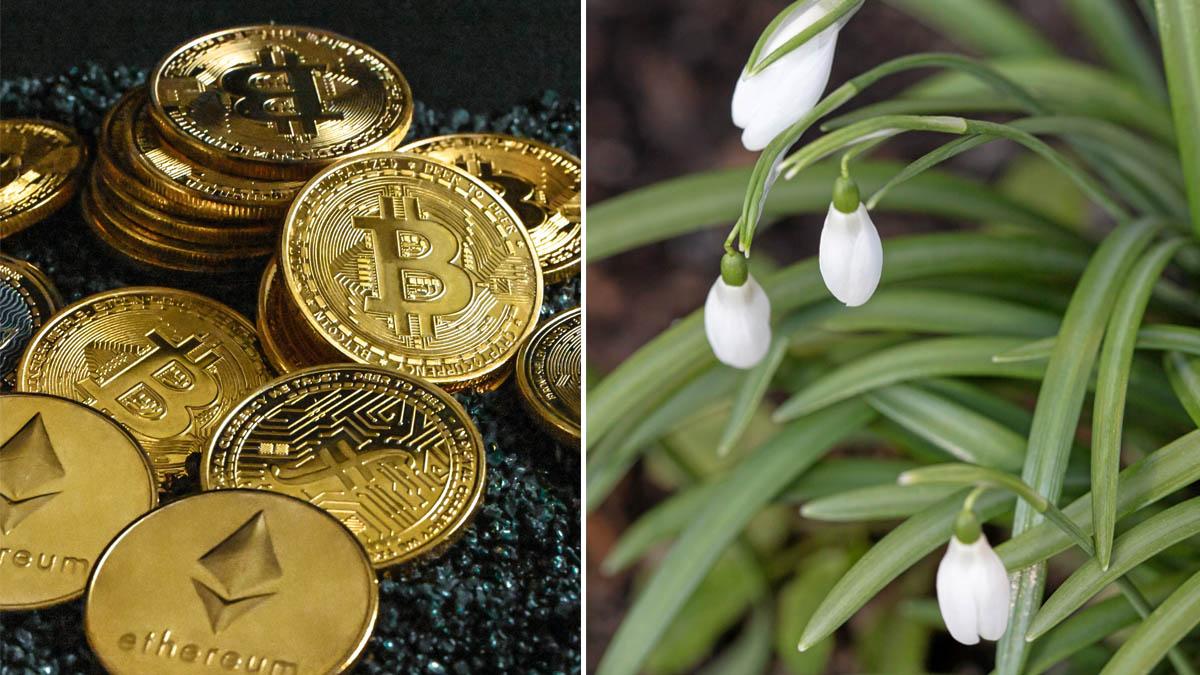 Kryptovintern