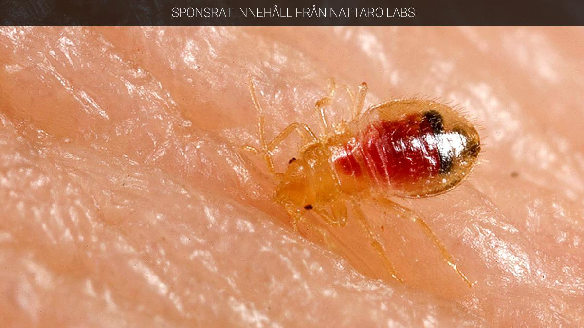 bedbugs