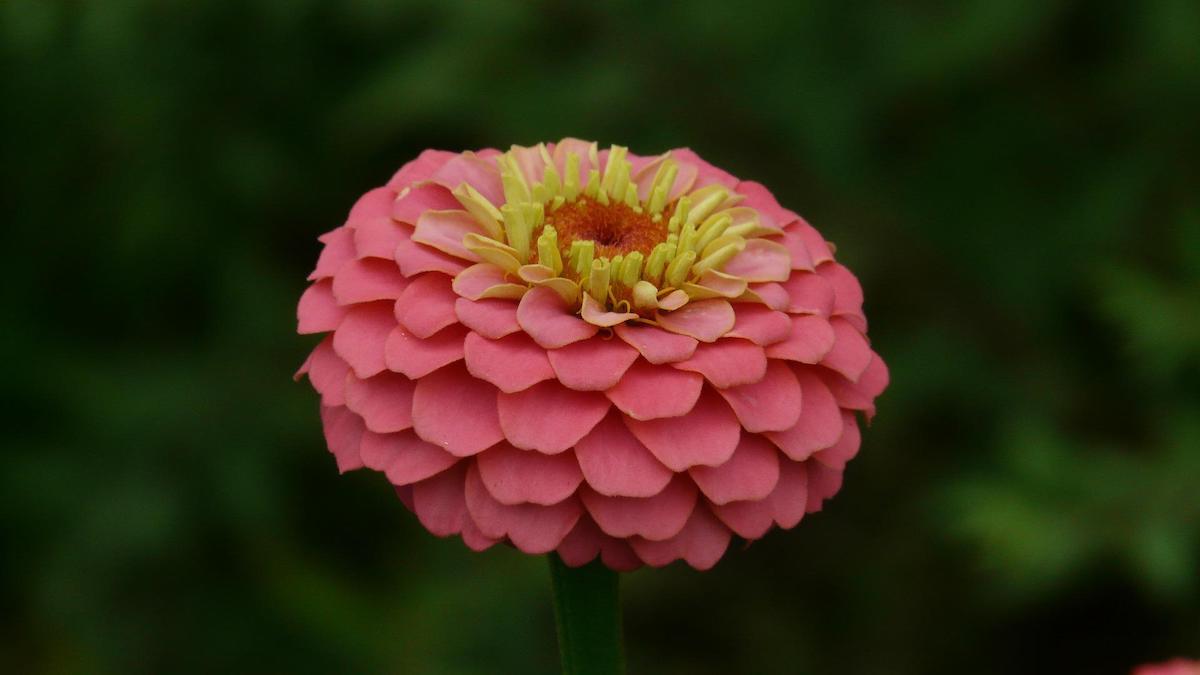 Forskare vid MIT använder celler från trädgårdsblomman Zinnia elegans för att skapa ett träliknande växtmaterrial som odlas i labb