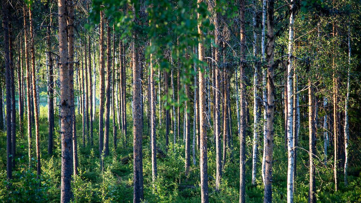 Latvian Forest