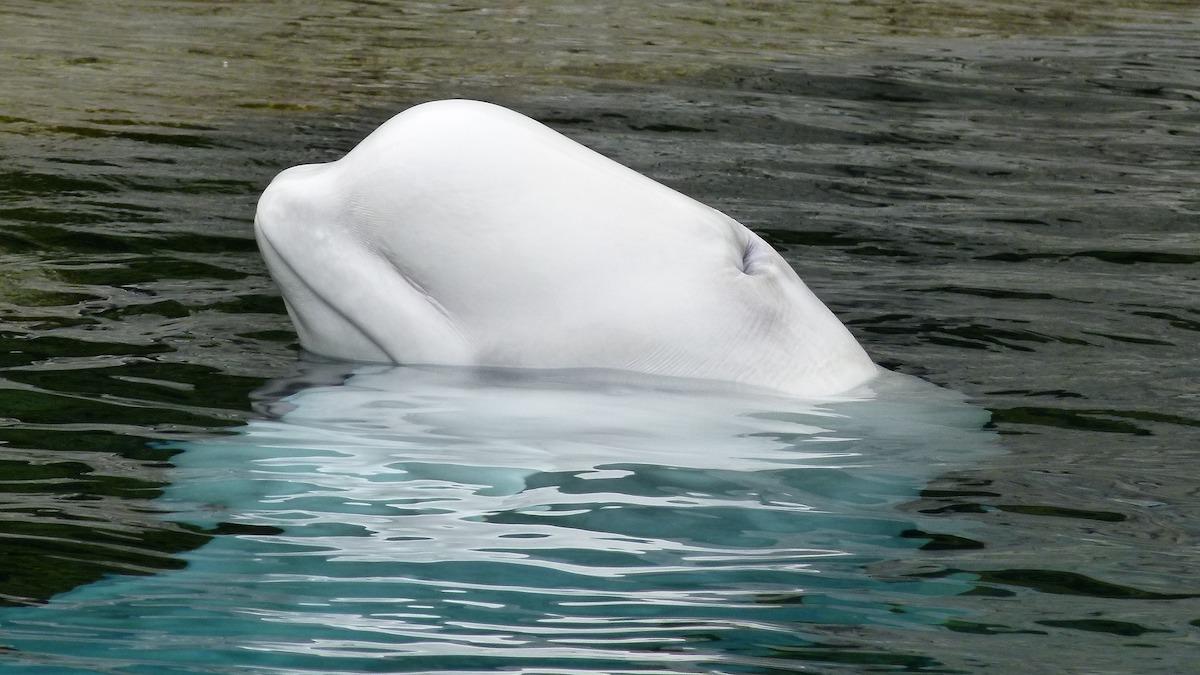 En vitval har lyckats ta sig till den franska floden Seine och experter funderar över hur de ska kunna hjälpa den tillbaka till havet