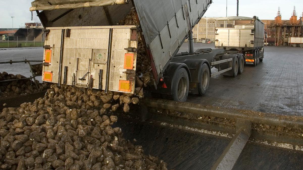 Sockerbetor lastas av på Örtofta sockerbruk. På grund av det rådande läget i energisektorn har Nordzucker beslutat att flytta delar av sin produktion, 300 000 ton sockerbetor, från Örtofta i Skåne till Danmark