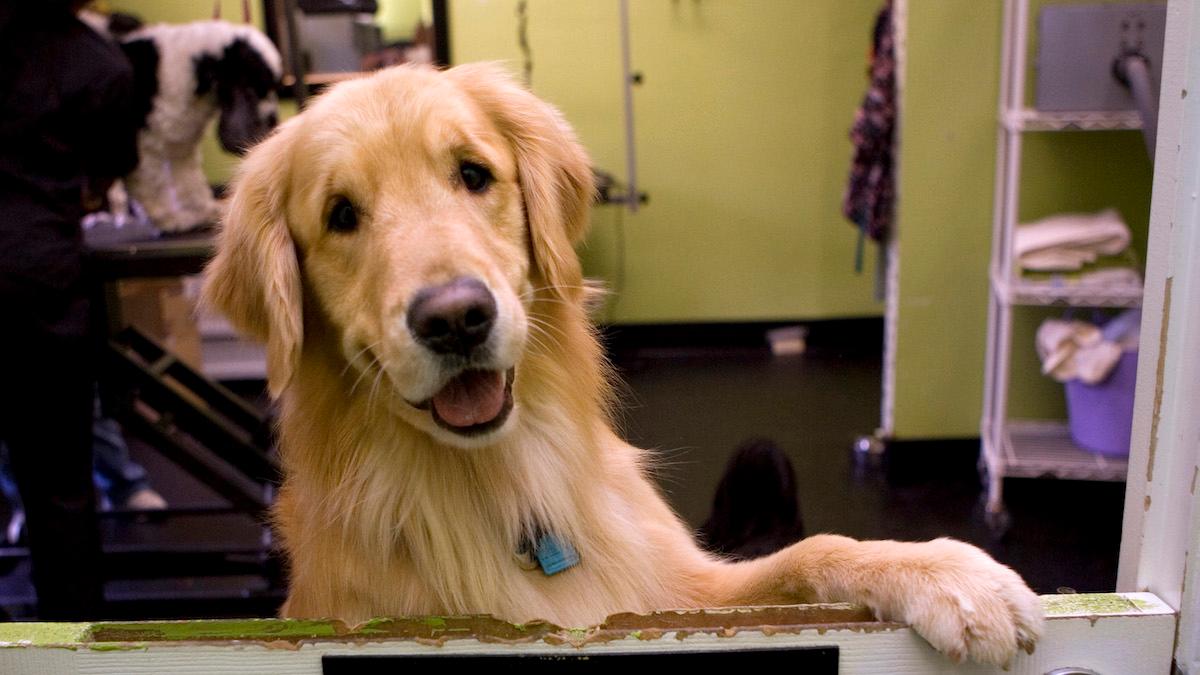 En ny studie visar att frontala cortex, den del av våra hjärnor som övervakar hur vi tänker och känner, laddas när vi klappar en hund och forskarna menar att fyndet är viktigt eftersom det visar att samspel mellan människa och djur kan öka hjärnans kognitiva och emotionella aktivitet