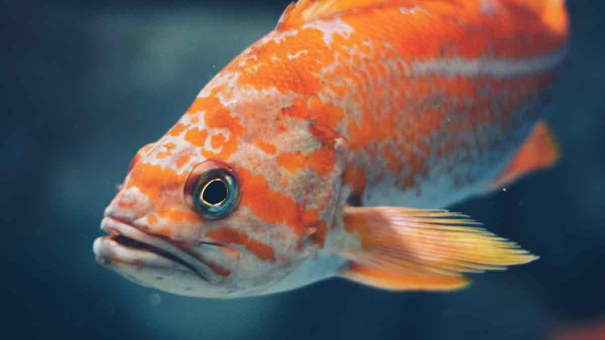 fiskbajs