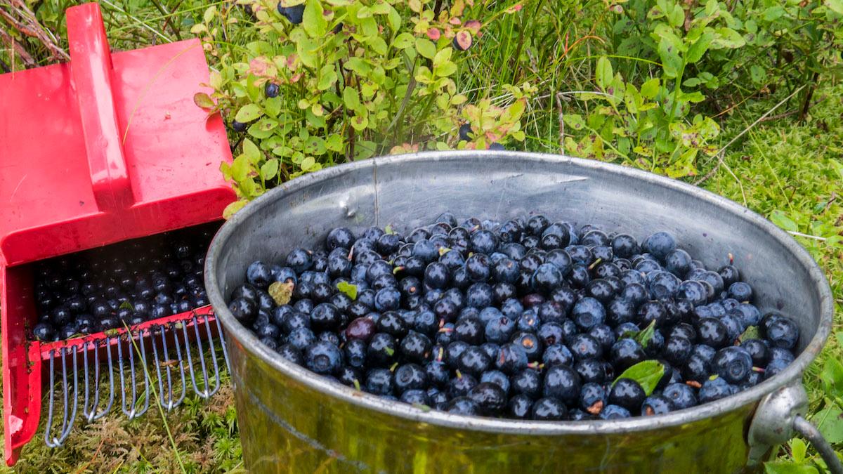 Nyhetsveckan: Pensioner, krig och dyra bär