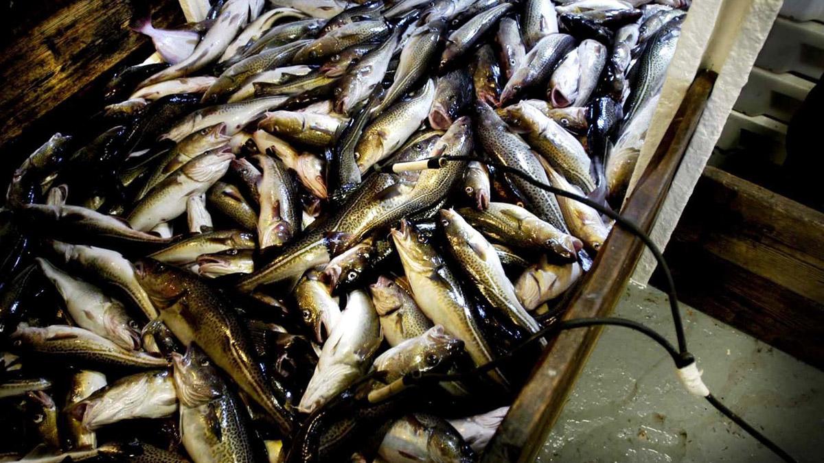 Stöd fiske