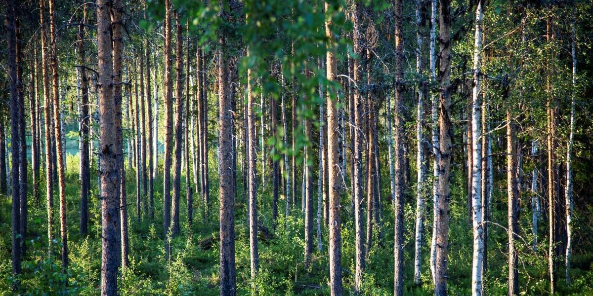 skog LRF