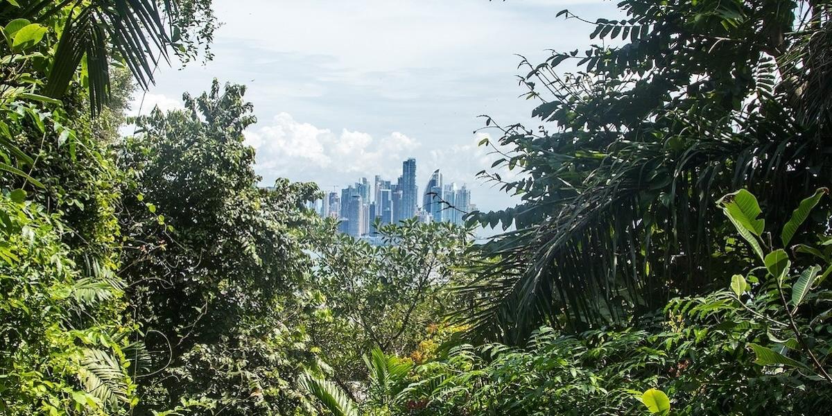 regnskog Amazonas