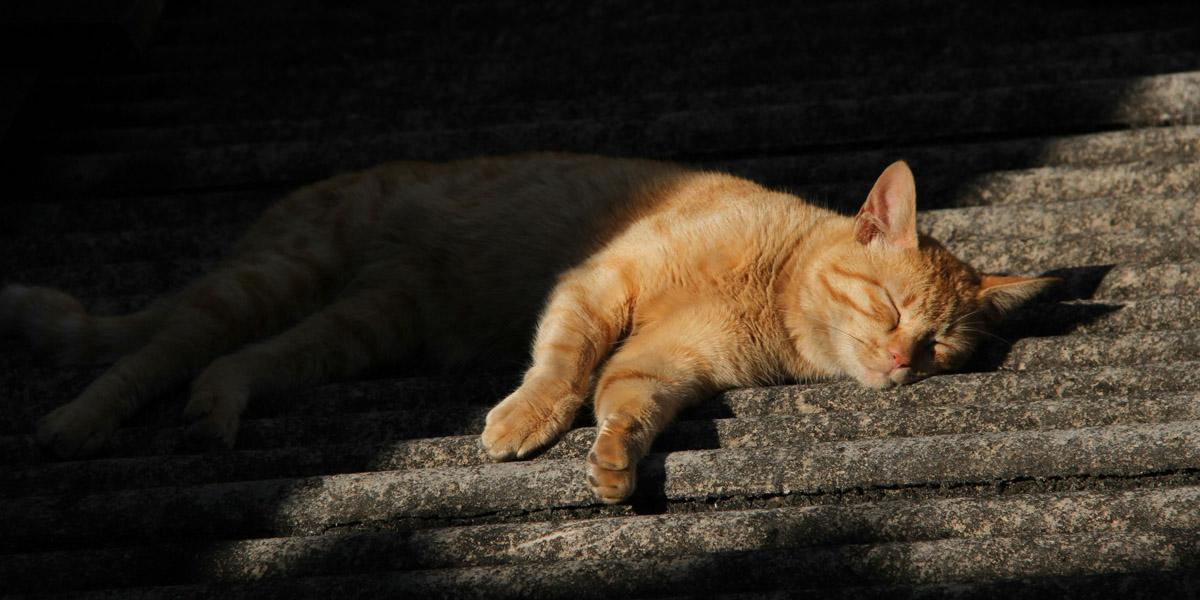 Katt