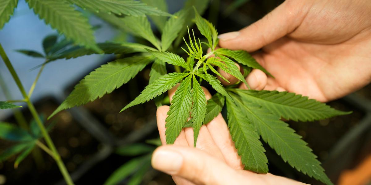 cannabis