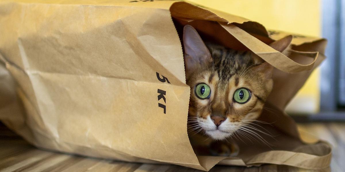 Älskar du din katt? Då vill du hålla koll på dina paket och returer från och med nu.