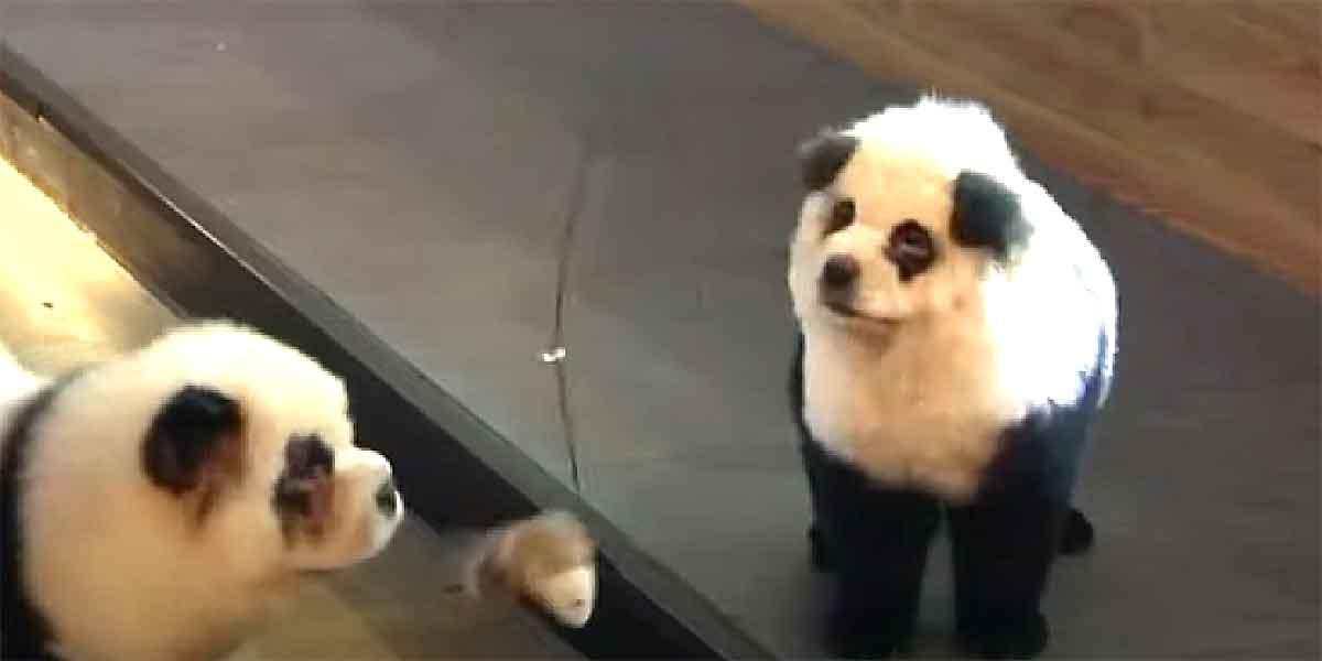pandor