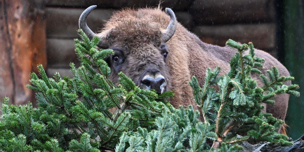 Bisonoxar bidrar till att minska klimatavtrycket