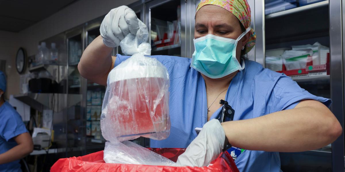 En grisnjure lyfts ur sin låda för att förbereda för transplantation den 16 mars 2024, när Rick Slayman blev den första mottagaren av en njure från en genetiskt modifierad gris