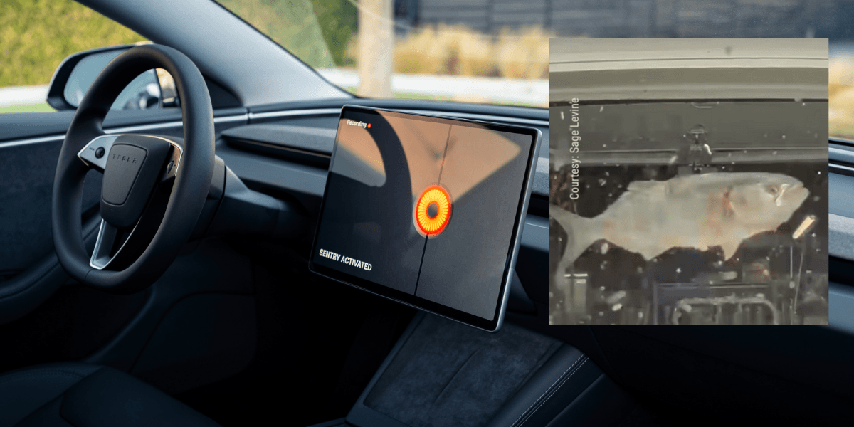 En sak man inte tror ska hända, en fick krossar din bilruta. (Foto: Tesla samt Sage Levine)