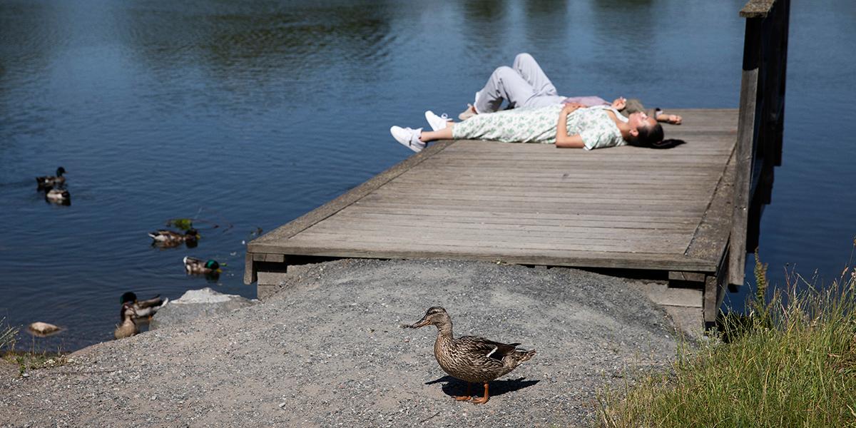 Två personer som ligger och solar på en träbrygga. I förgrunden syns några änder.