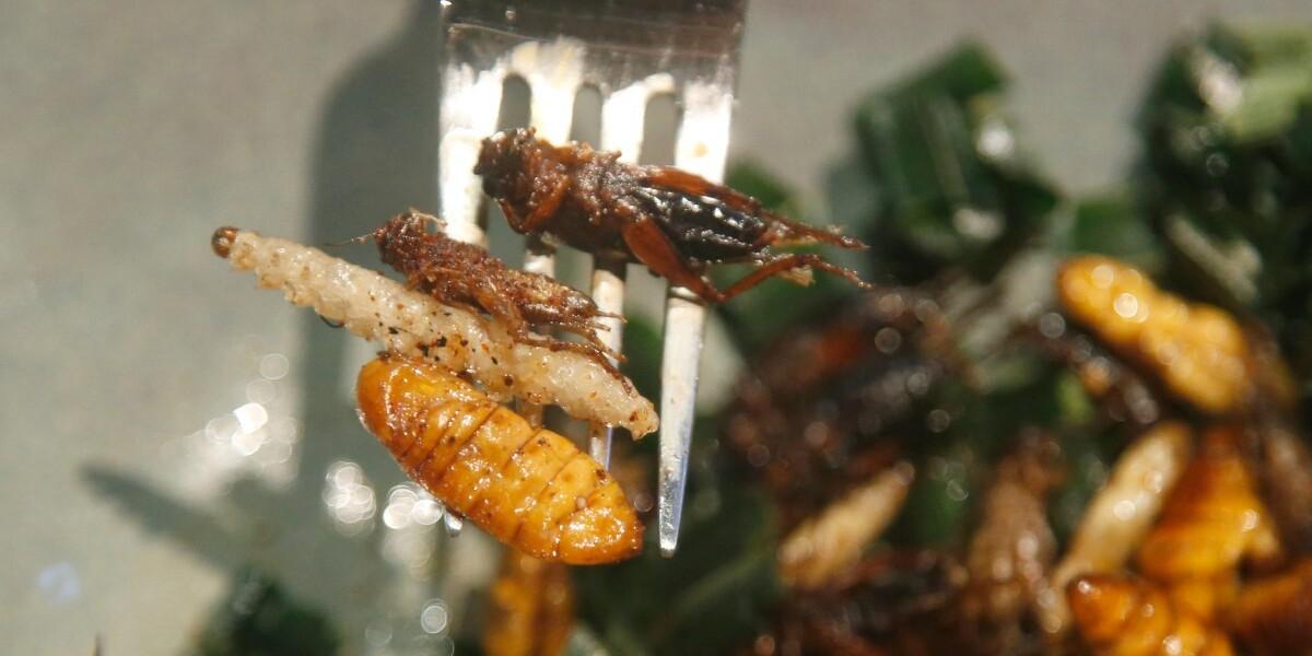 insekter