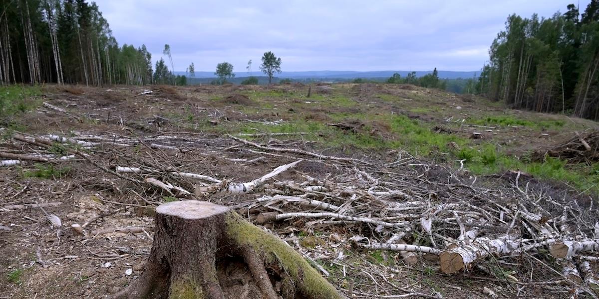 Skogbruk mår bra av återförvildande uppger forskning.