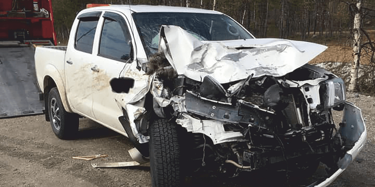 Vildsvinen tycks inte kunna hålla sig i skogen. (Foto: älgen.se)