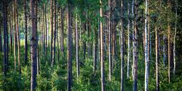 Naturhatet är här – svensken vill ha skog utan insekter