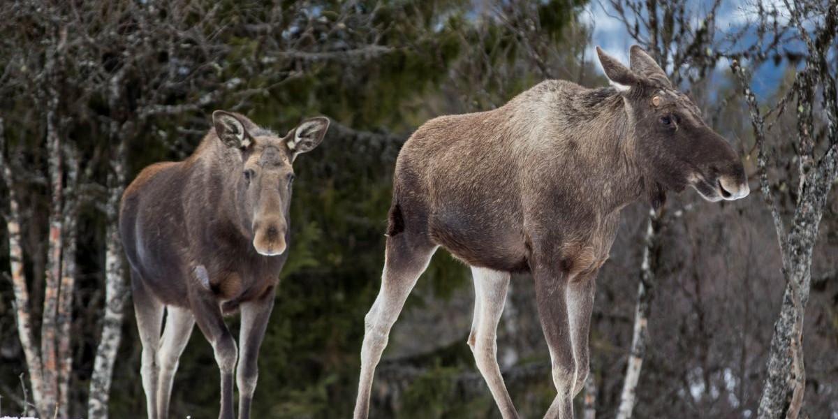 fler älgar i skogen när vi skjuter färre