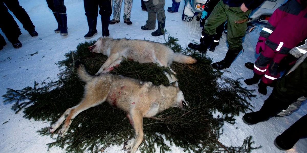 Satsar stort på färre vargar i Sverige