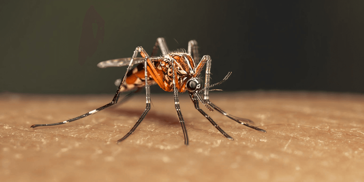 Svamp kan utrota myggan