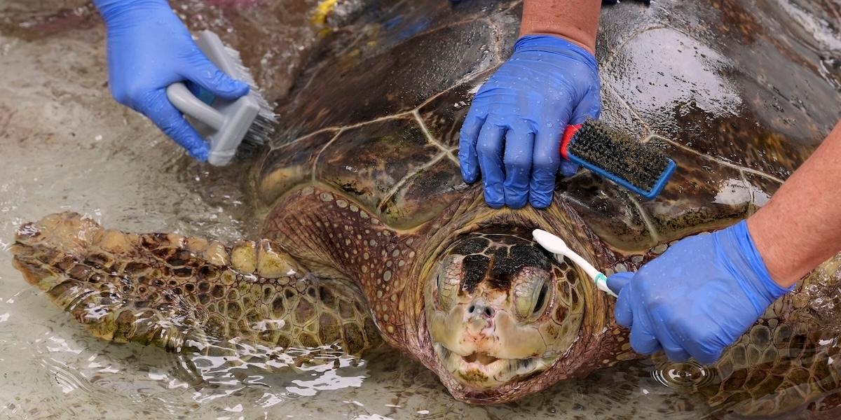 Grön havssköldpadda har gjort en stark comeback och följer trenden av att utrotningarna minskar.