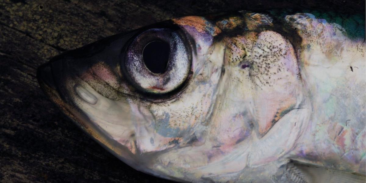 Nyfångad strömming i Östersjön. Bestånden är på historiskt låga nivåer men EU höjer fiskekvoterna. (Foto: Hasse Holmberg / TT)