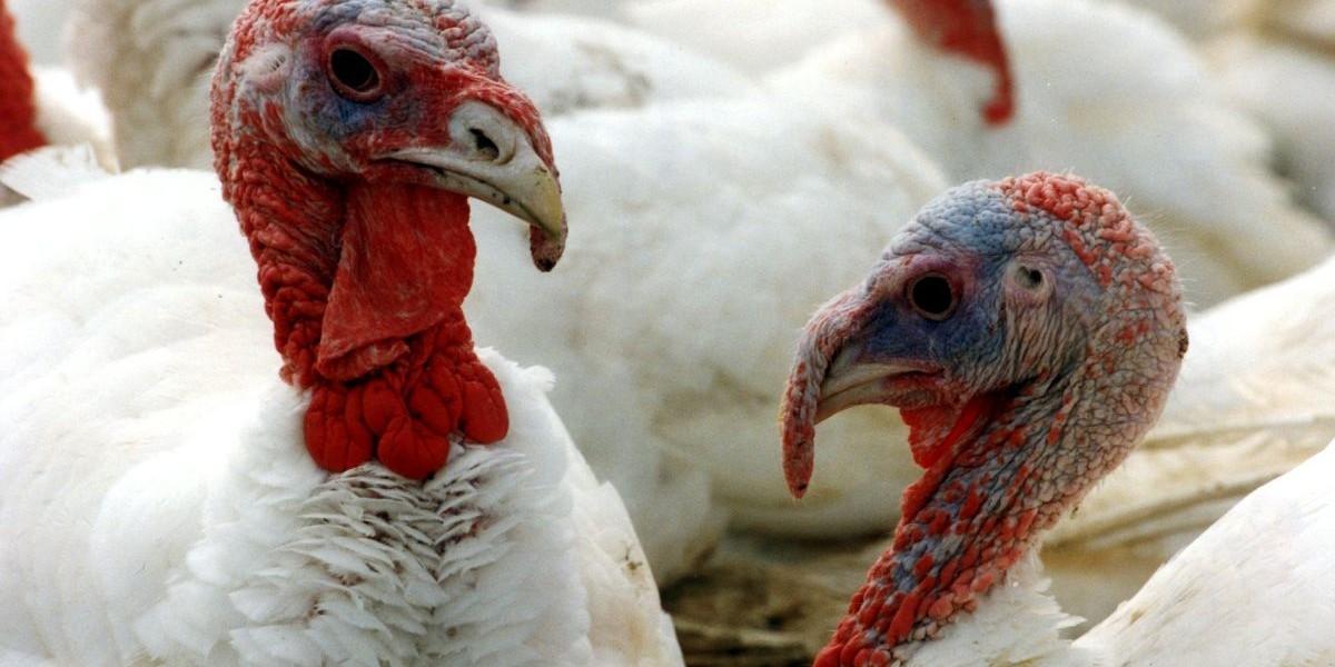 28 000 kalkoner avlivade efter utbrott av fågelinfluensa