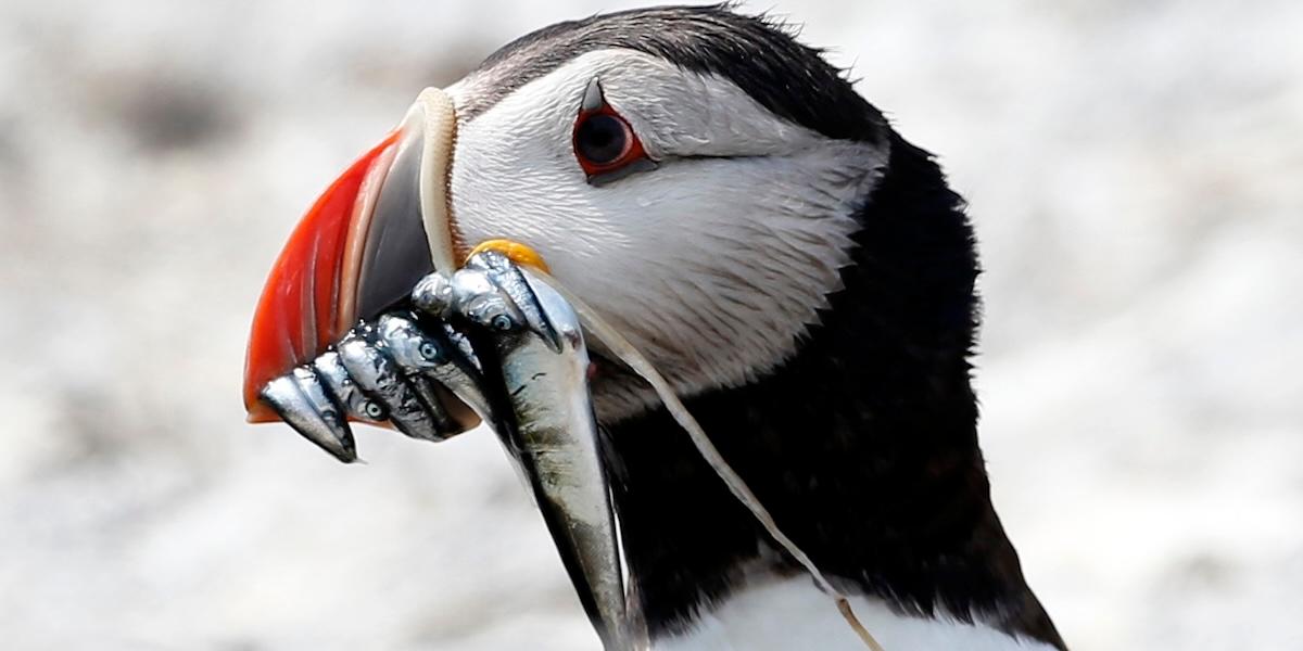 Lunnefågeln äter fisk, men ibland äter den även plast – med dödlig utgång.